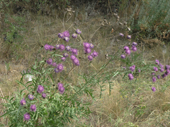 Centaurea scabiosa