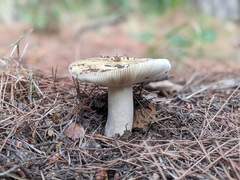 Russula