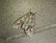 Meganephria bimaculosa