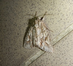 Meganephria bimaculosa