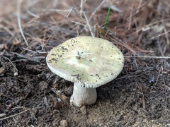 Russula
