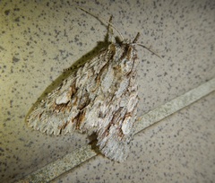 Meganephria bimaculosa