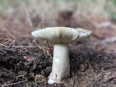 Russula