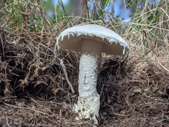 Amanita ovoidea
