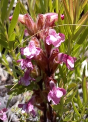 Harveya pauciflora