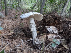 Amanita ovoidea
