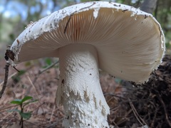 Amanita ovoidea