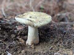 Russula