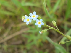Myosotis cespitosa