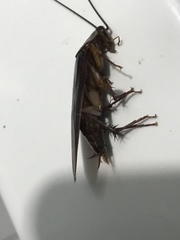 Periplaneta americana