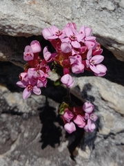 Sonderothamnus petraeus