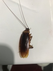 Periplaneta americana