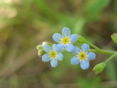 Myosotis cespitosa