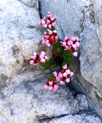 Sonderothamnus petraeus