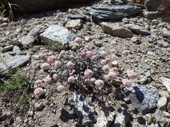 Eriogonum nudum scapigerum