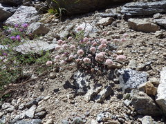 Eriogonum nudum scapigerum