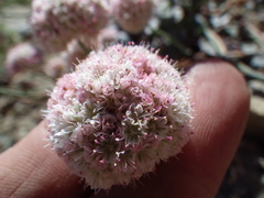 Eriogonum nudum scapigerum