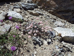 Eriogonum nudum scapigerum