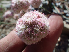 Eriogonum nudum scapigerum