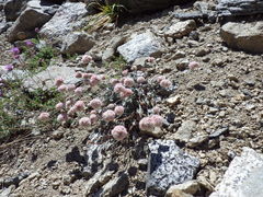 Eriogonum nudum scapigerum