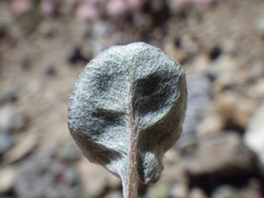 Eriogonum nudum scapigerum