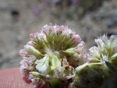 Eriogonum nudum scapigerum