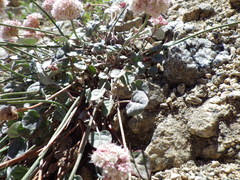 Eriogonum nudum scapigerum