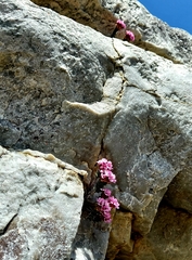 Sonderothamnus petraeus