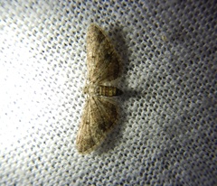 Eupithecia inturbata