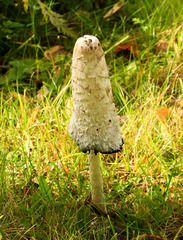 Coprinus comatus