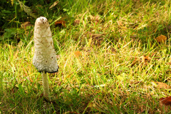 Coprinus comatus