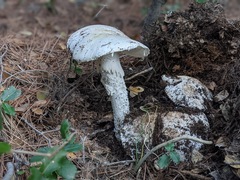 Amanita ovoidea