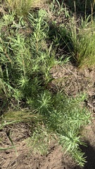 Baccharis coridifolia