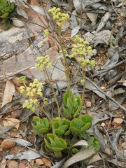 Crassula atropurpurea