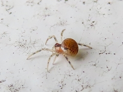 Paidiscura pallens