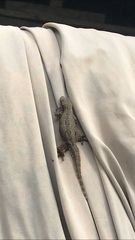 Hemidactylus platyurus