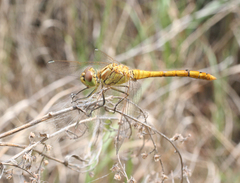 Sympetrum vulgatum