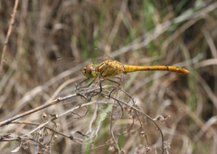 Sympetrum vulgatum