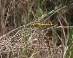 Sympetrum vulgatum