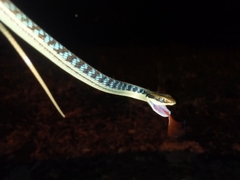 Dendrelaphis pictus
