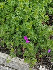 Geranium