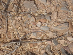 Crotaphytus nebrius