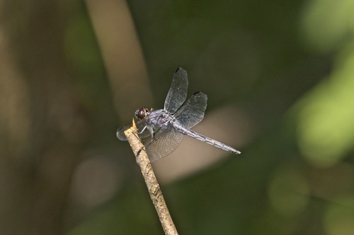Slaty Skimmer, Grand Junction, CO, USA, photo 7 of 10