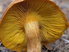 Omphalotus olearius