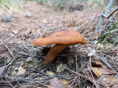 Omphalotus olearius
