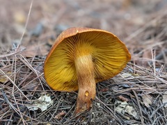 Omphalotus olearius