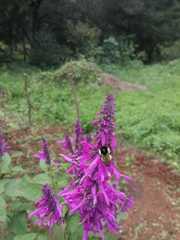 Bombus weisi