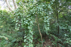 Smilax ovalifolia
