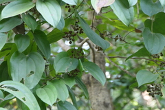 Smilax ovalifolia
