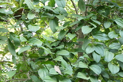 Smilax ovalifolia